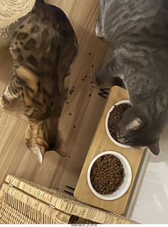 cat Potato in a cabinet with cat Pickle