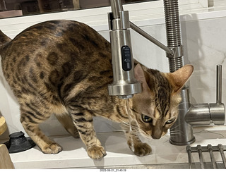 cat Pickle drinking from the faucet