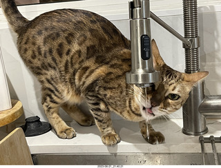 cat Pickle drinking from the faucet