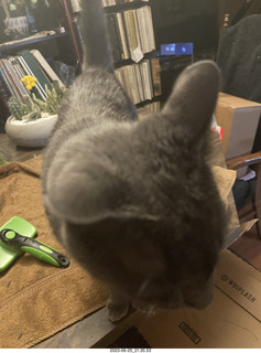 my cat Jane