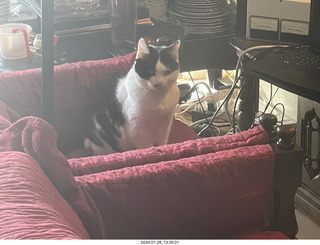 my cat Scruffles
