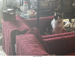 my cat Scruffles