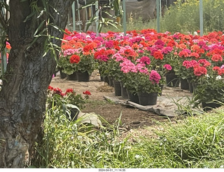 36 a24. Mexico City - Xochimilco Boat Trip - flowers