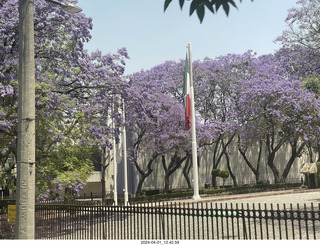 47 a24. Mexico City - Coyoacan - jacaranda trees