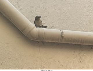 31 a24. San Miguel de Allende - bird