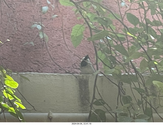 32 a24. San Miguel de Allende - bird