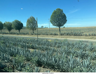 21 a24. Jose Cuerto train to Tequlia