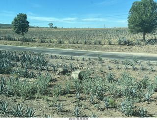 24 a24. Jose Cuerto train to Tequlia