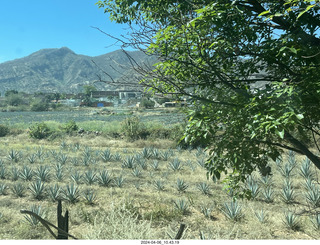 28 a24. Jose Cuerto train to Tequlia