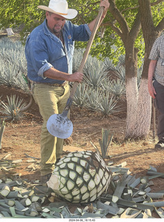 220 a24. harvesting stop - harvesting agave plant
