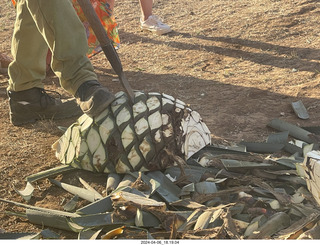 226 a24. harvesting stop - harvesting agave plant