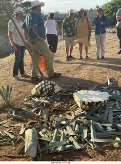 227 a24. harvesting stop - harvesting agave plant