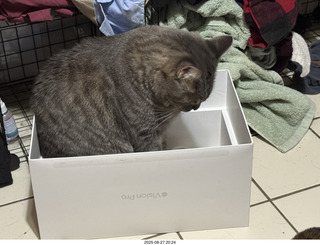 Potato in a box