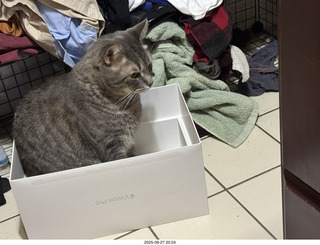 Potato in a box