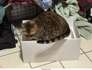 Pickle in the box
