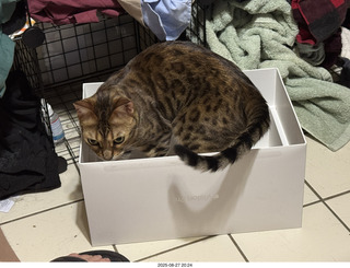 Pickle in the box