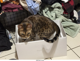 Potato in a box