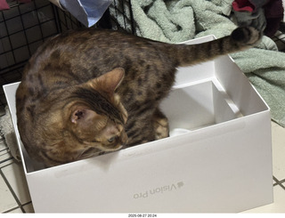 Potato in a box with Pickle
