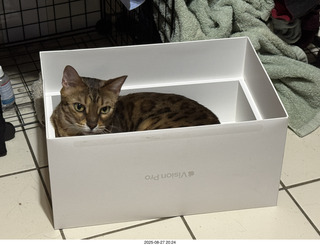 Potato in a box
