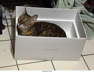 Pickle in the box