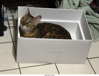 Pickle in the box