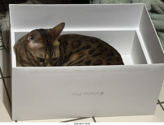 Potato in a box