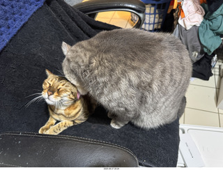 Pickle and Potato
