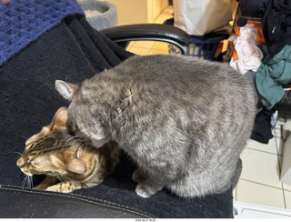Pickle and Potato