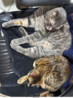 Potato and Pickle