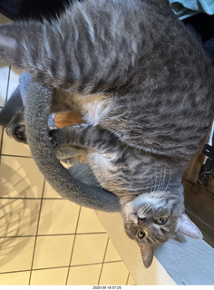 cat Potato