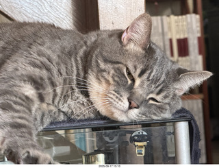 cat Pickle