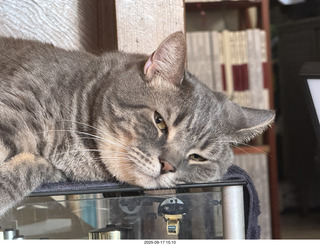 cat Pickle