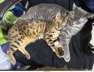 cats Pickle and Potato