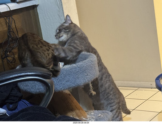 cats Potato and Pickle