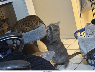 cats Potato and Pickle