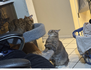 cats Potato and Pickle