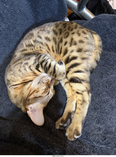 cat Pickle