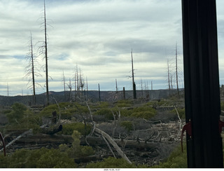143 a2n. Bryce Canyon National Park burnt trees