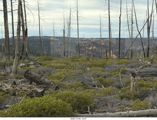 148 a2n. Bryce Canyon National Park burnt trees