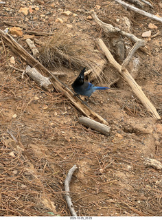 251 a2n. TF - Bryce Canyon National Park - Blue Jay