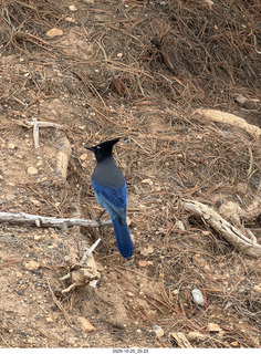 253 a2n. TF - Bryce Canyon National Park - Blue Jay