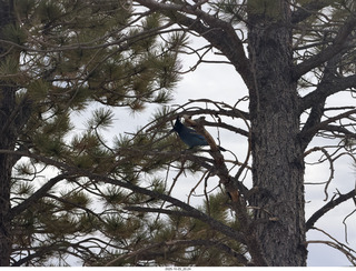 259 a2n. TF - Bryce Canyon National Park - bird in a tree