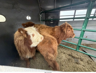 265 a2n. TF - Bryce Canyon National Park - cows in a trailer