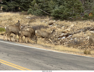 275 a2n. TF - Bryce Canyon National Park - mule deer