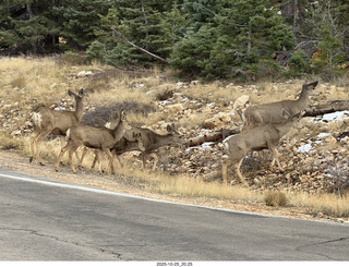 276 a2n. TF - Bryce Canyon National Park - mule deer