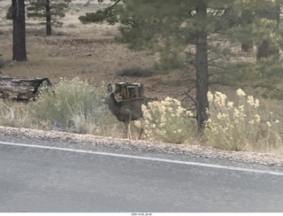310 a2n. TF - Bryce Canyon National Park - mule deer