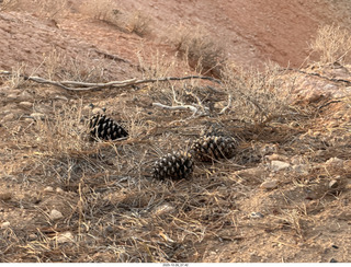 84 a2n. Bryce Canyon National Park - pine cones