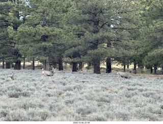 103 a2n. Bryce Canyon National Park - mule deer