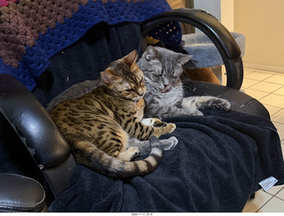 cats Devin, Potato, and Pickle