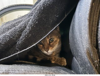 cat Pickle hiding under a towel